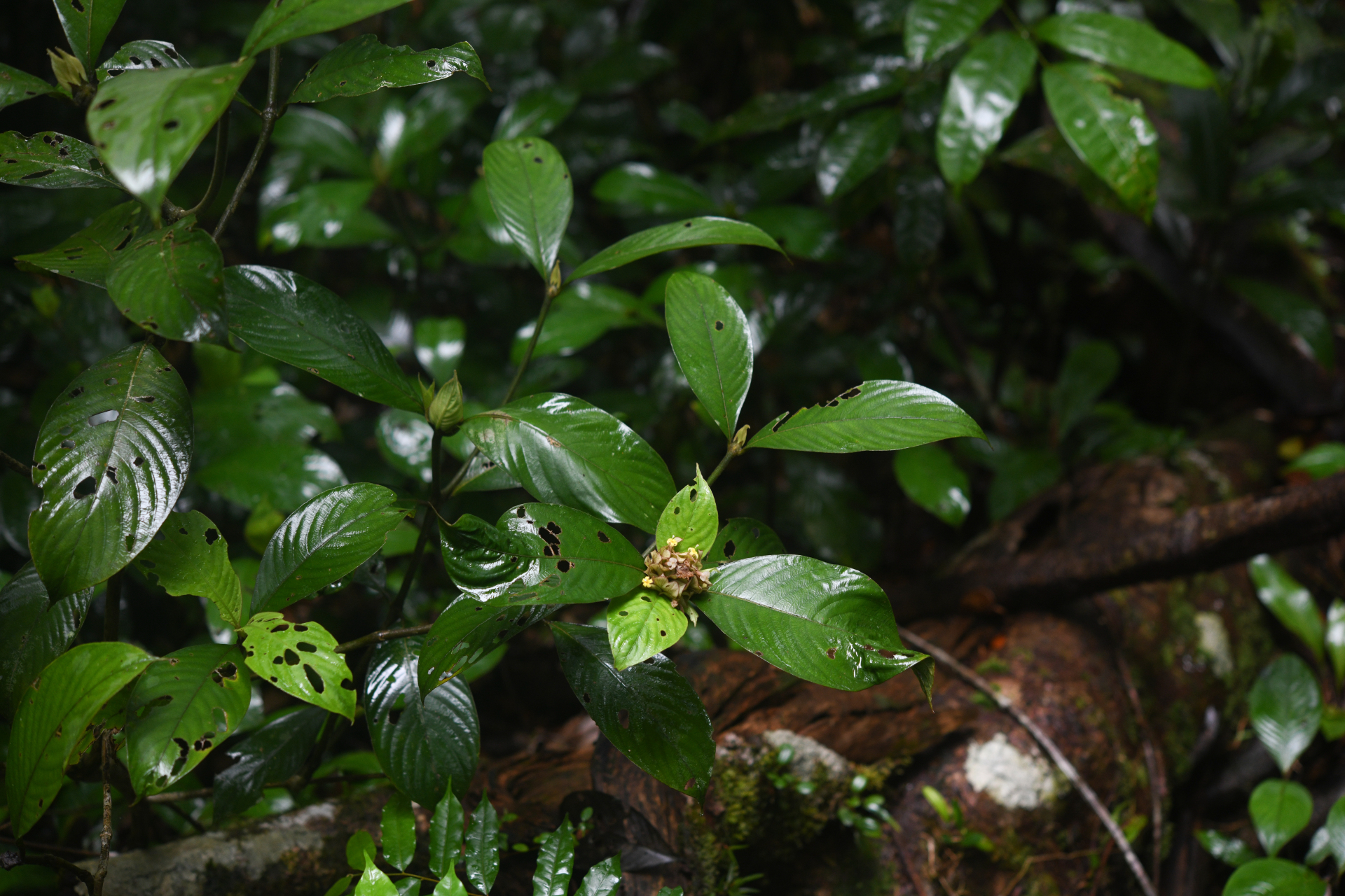 Palicourea alloantha (Steyerm.) Delprete & J.H.Kirkbr. - Photo Bivouac Naturaliste