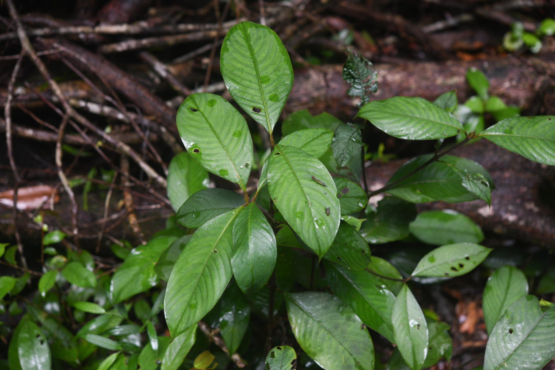 Palicourea alloantha (Steyerm.) Delprete & J.H.Kirkbr. - Photo Bivouac Naturaliste