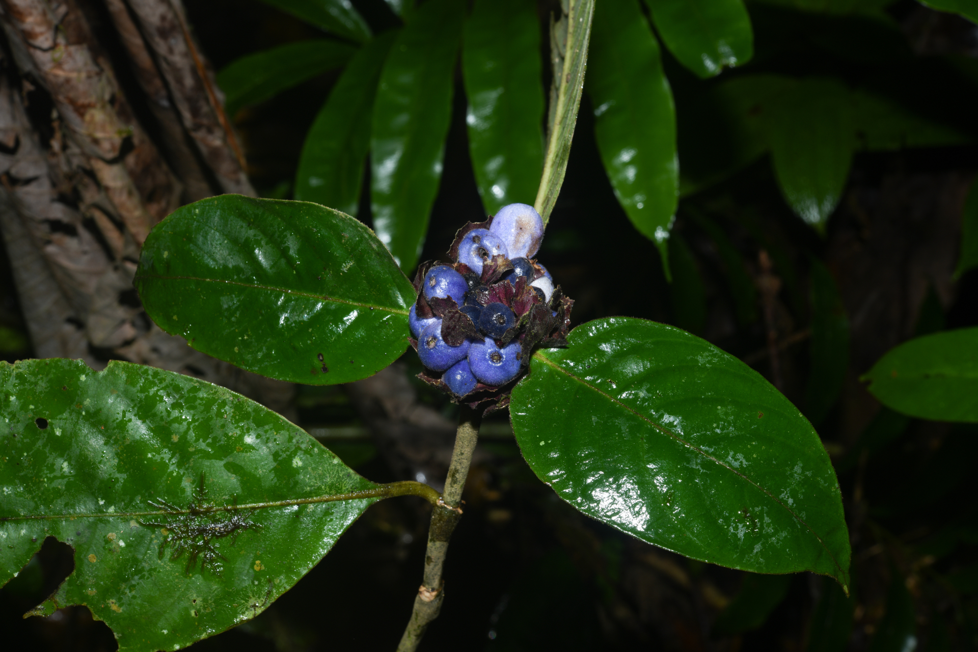 Palicourea alloantha (Steyerm.) Delprete & J.H.Kirkbr. - Photo Bivouac Naturaliste