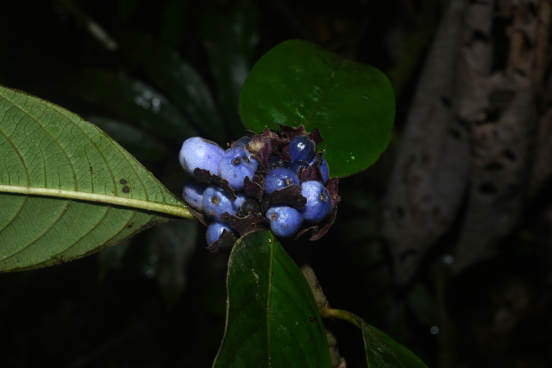 Palicourea alloantha (Steyerm.) Delprete & J.H.Kirkbr. - Photo Bivouac Naturaliste
