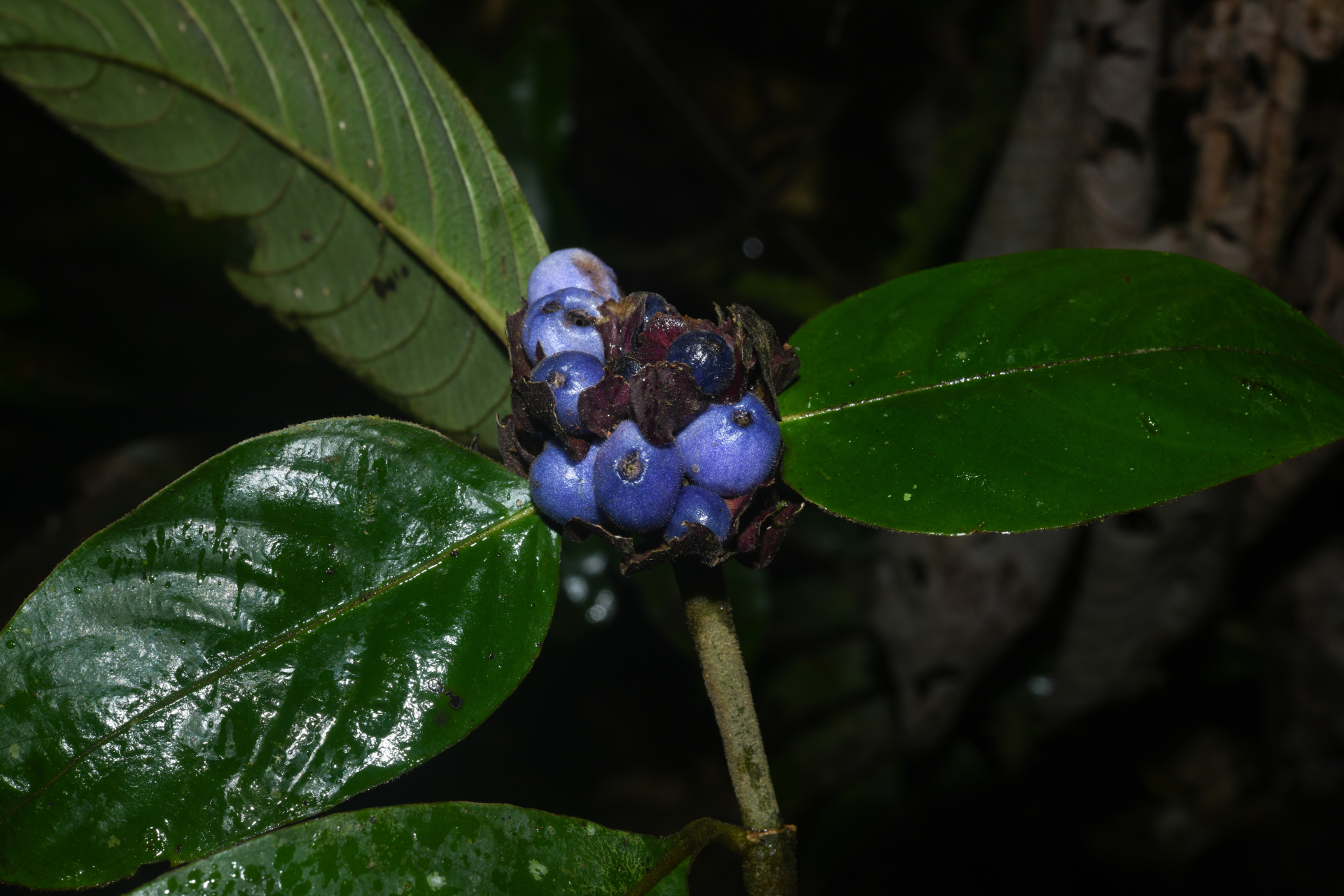 Palicourea alloantha (Steyerm.) Delprete & J.H.Kirkbr. - Photo Bivouac Naturaliste