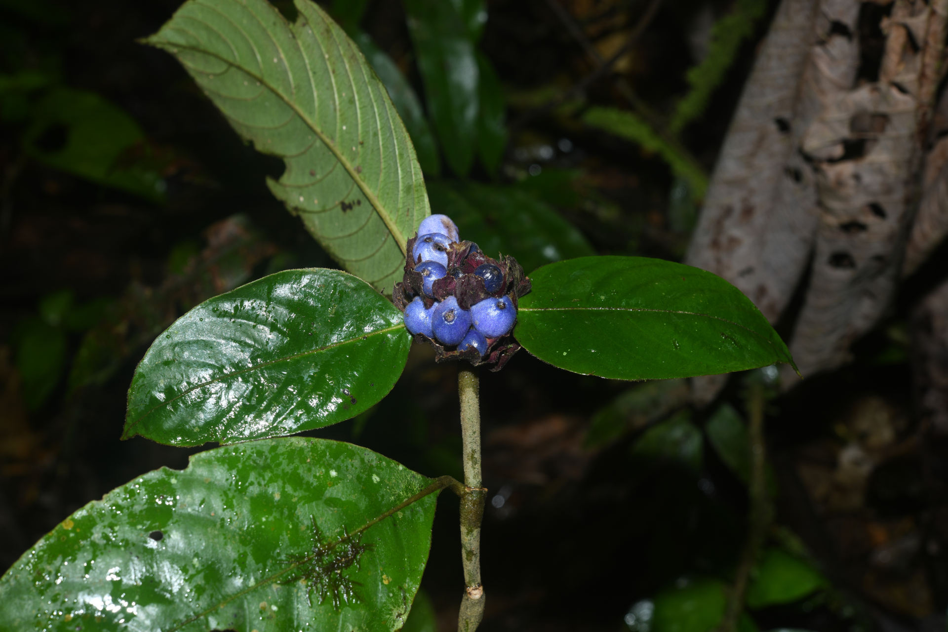 Palicourea alloantha (Steyerm.) Delprete & J.H.Kirkbr. - Photo Bivouac Naturaliste