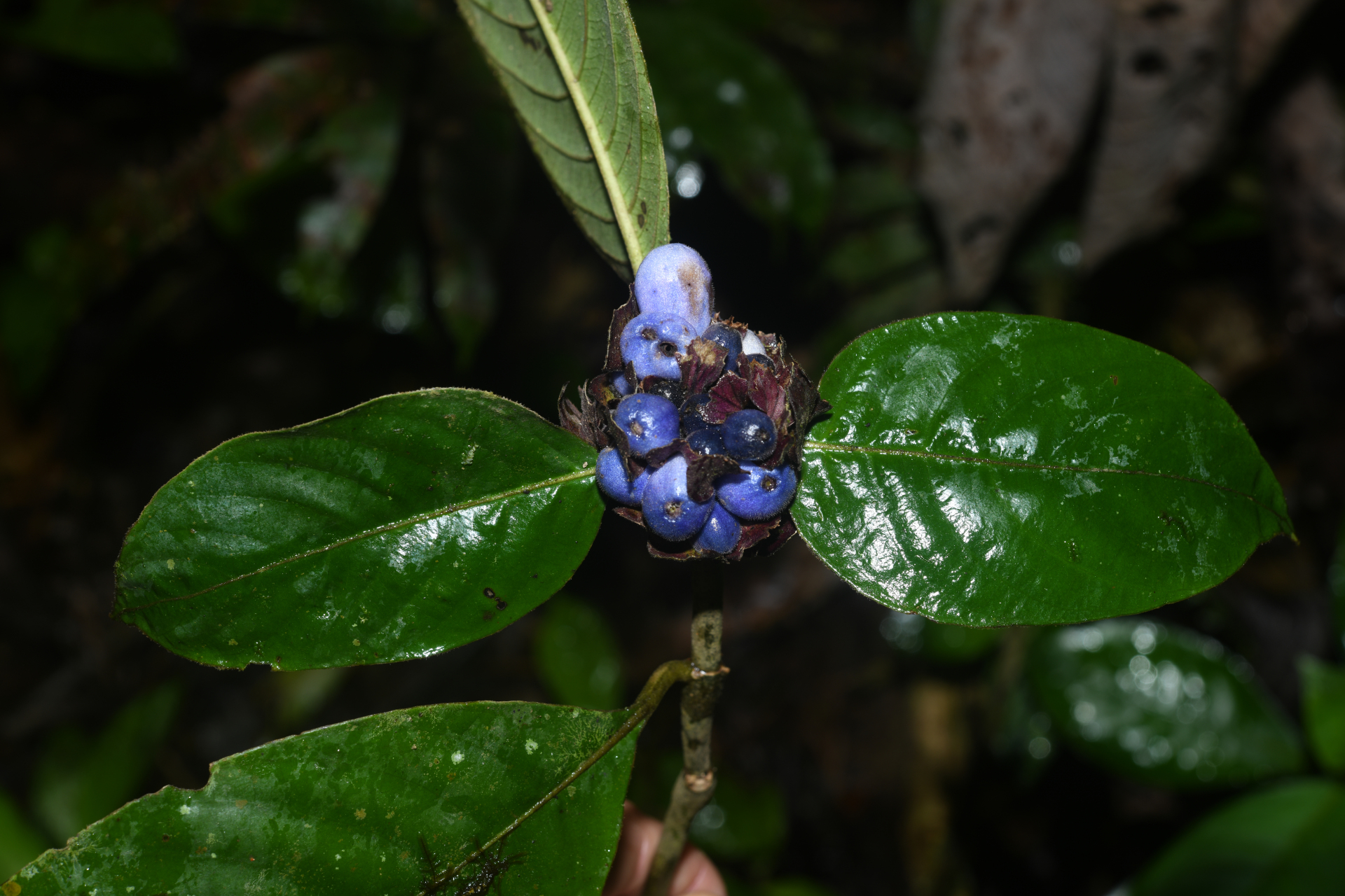 Palicourea alloantha (Steyerm.) Delprete & J.H.Kirkbr. - Photo Bivouac Naturaliste