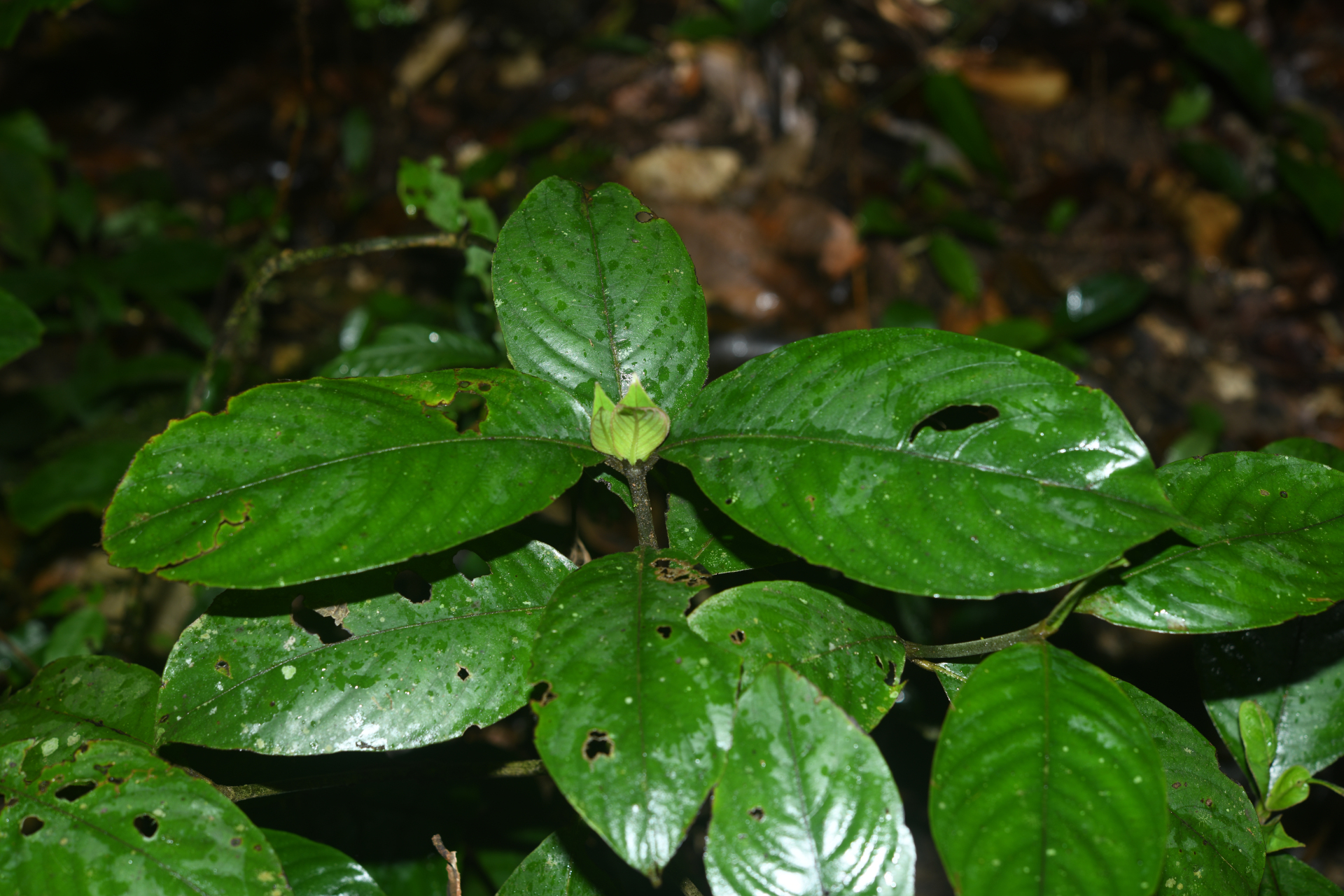 Palicourea alloantha (Steyerm.) Delprete & J.H.Kirkbr. - Photo Bivouac Naturaliste