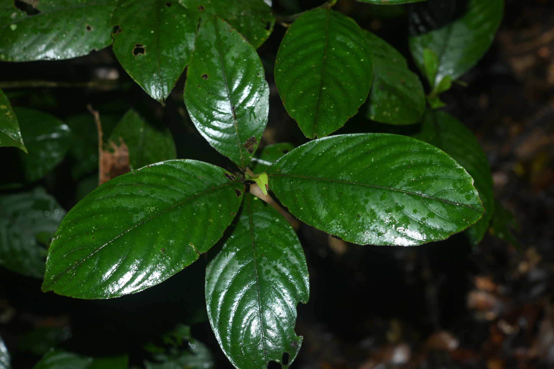 Palicourea alloantha (Steyerm.) Delprete & J.H.Kirkbr. - Photo Bivouac Naturaliste