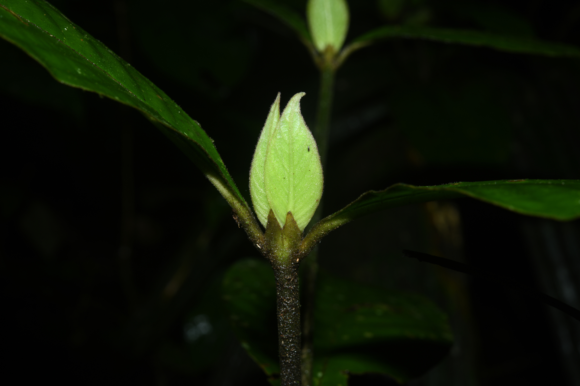 Palicourea alloantha (Steyerm.) Delprete & J.H.Kirkbr. - Photo Bivouac Naturaliste