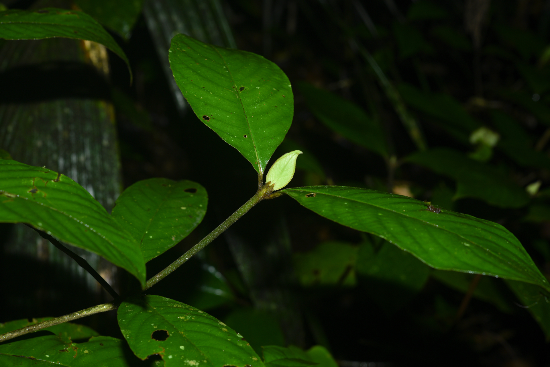 Palicourea alloantha (Steyerm.) Delprete & J.H.Kirkbr. - Photo Bivouac Naturaliste