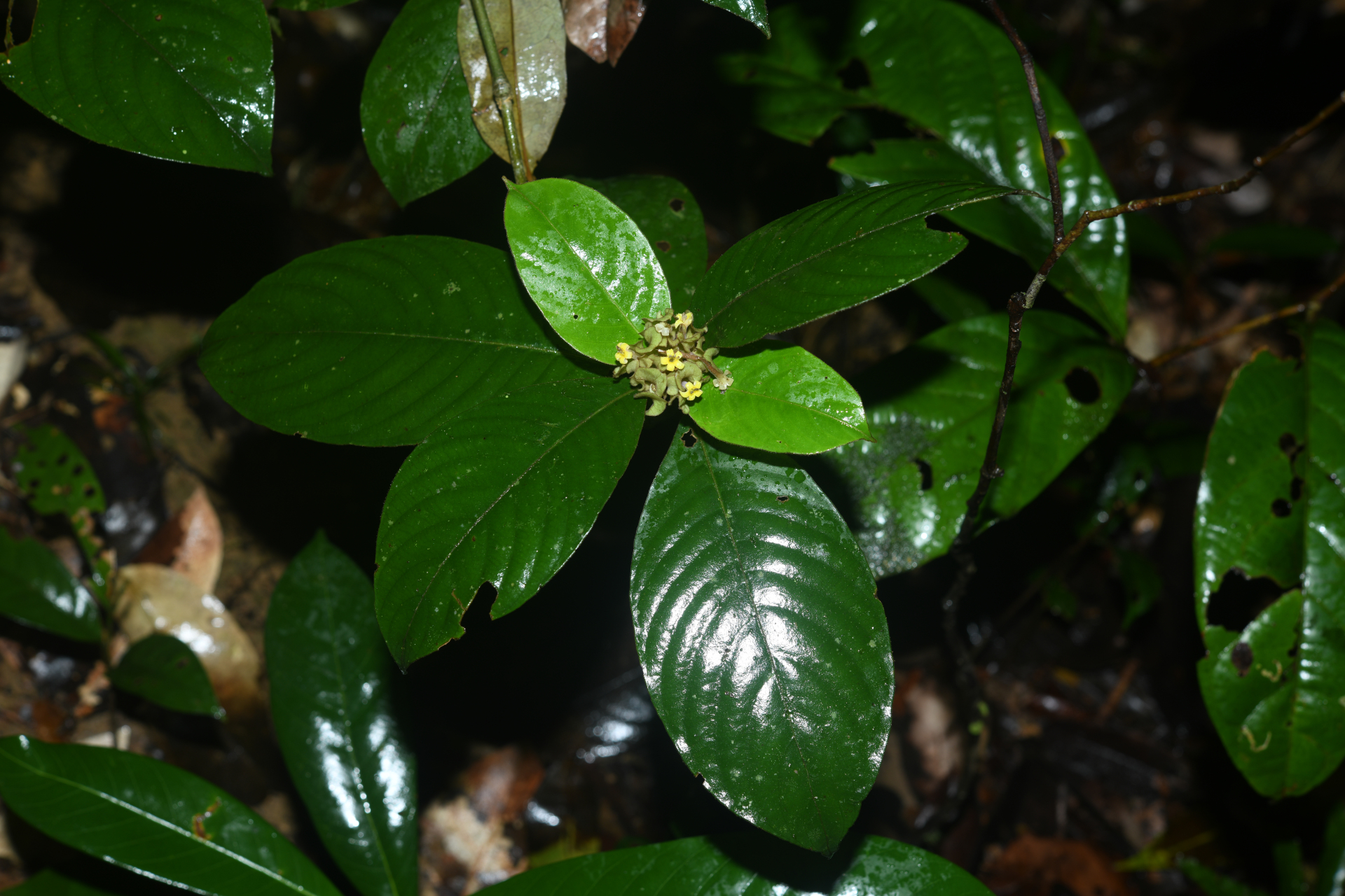 Palicourea alloantha (Steyerm.) Delprete & J.H.Kirkbr. - Photo Bivouac Naturaliste