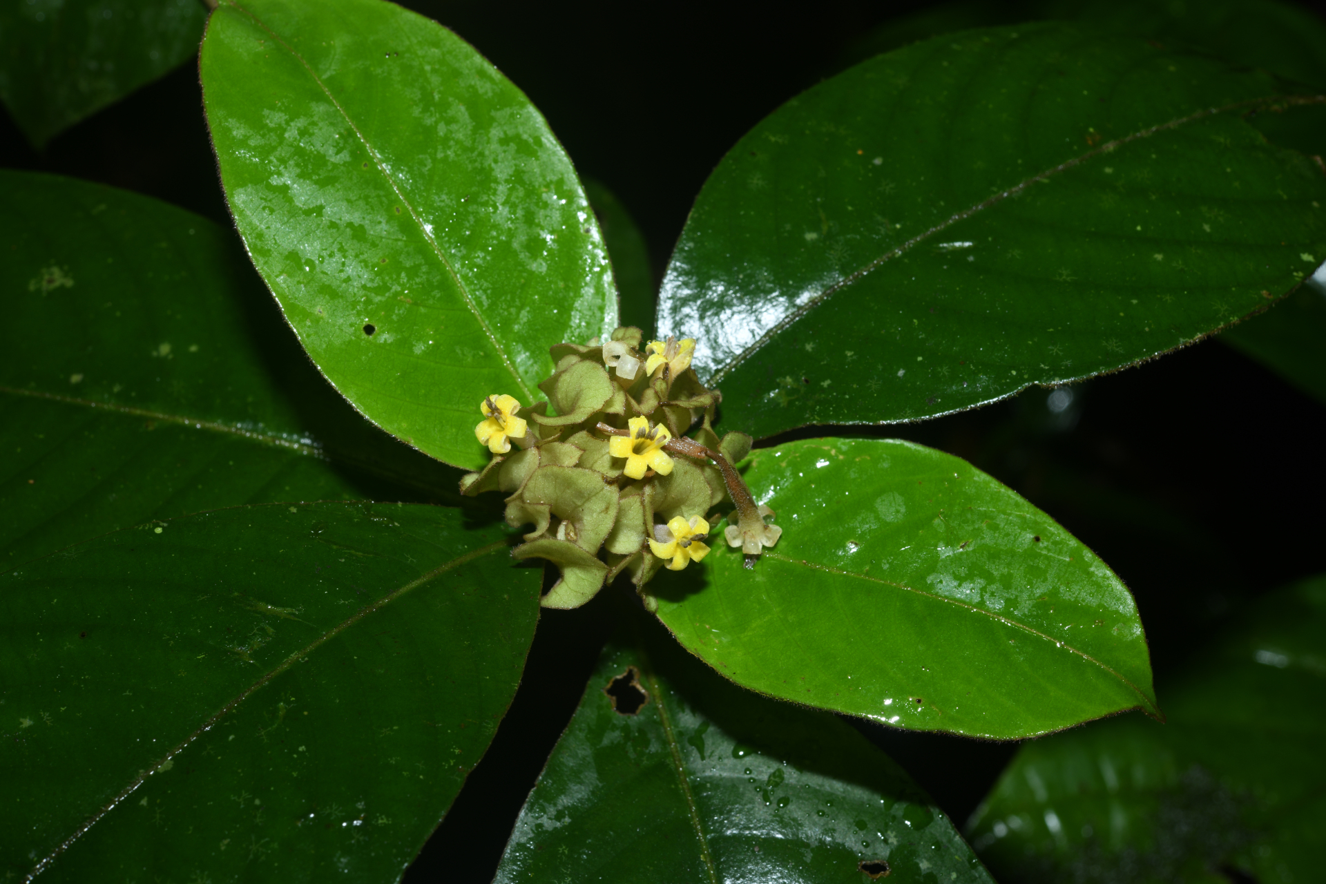 Palicourea alloantha (Steyerm.) Delprete & J.H.Kirkbr. - Photo Bivouac Naturaliste