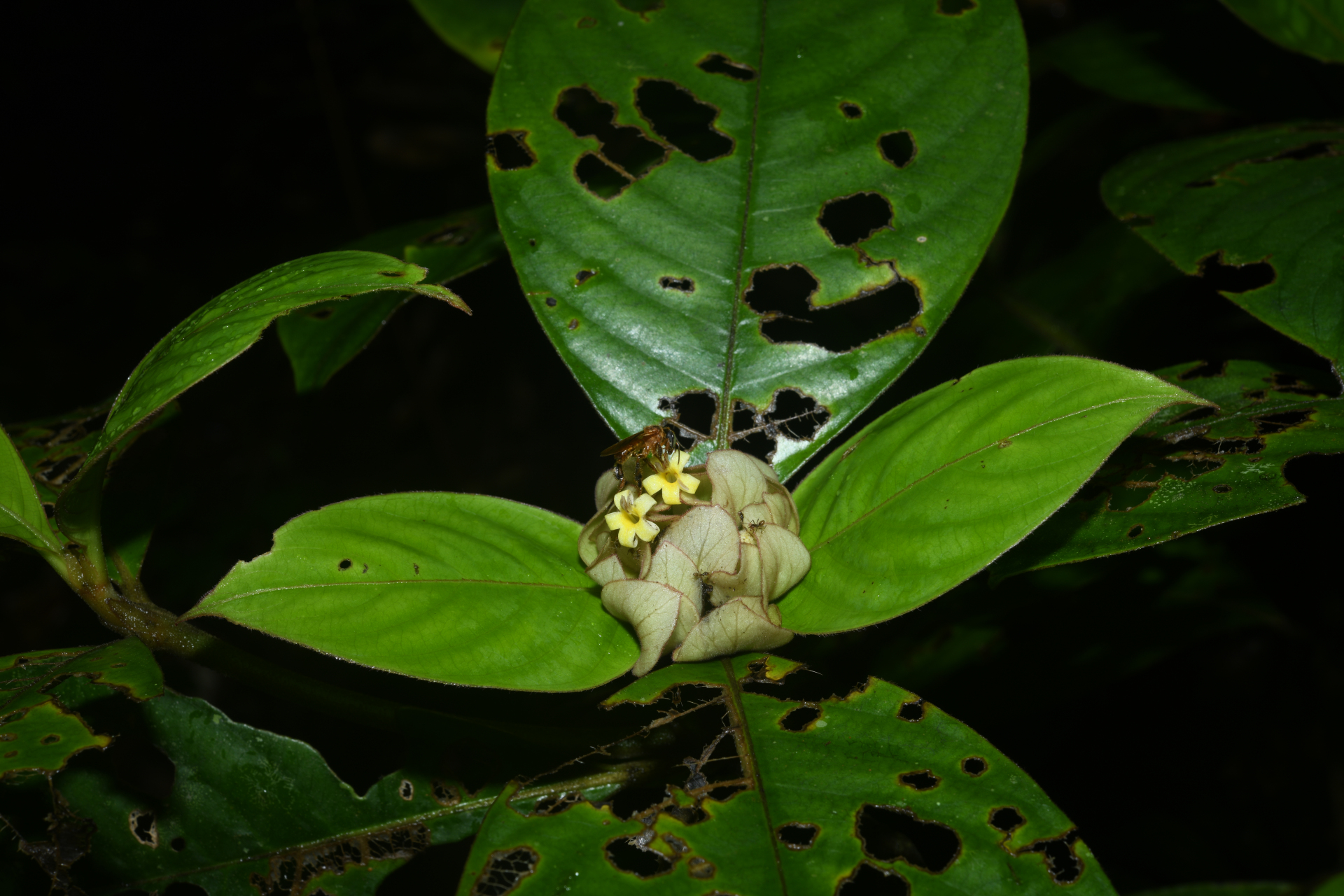 Palicourea alloantha (Steyerm.) Delprete & J.H.Kirkbr. - Photo Bivouac Naturaliste