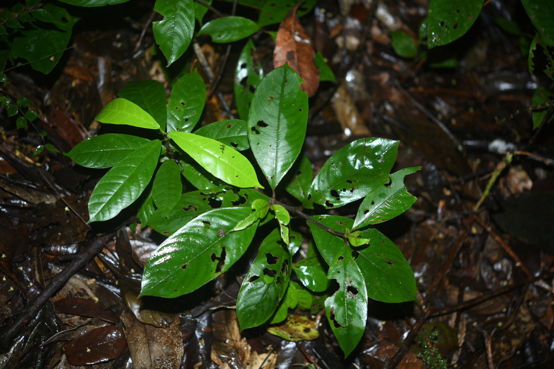 Palicourea alloantha (Steyerm.) Delprete & J.H.Kirkbr. - Photo Bivouac Naturaliste