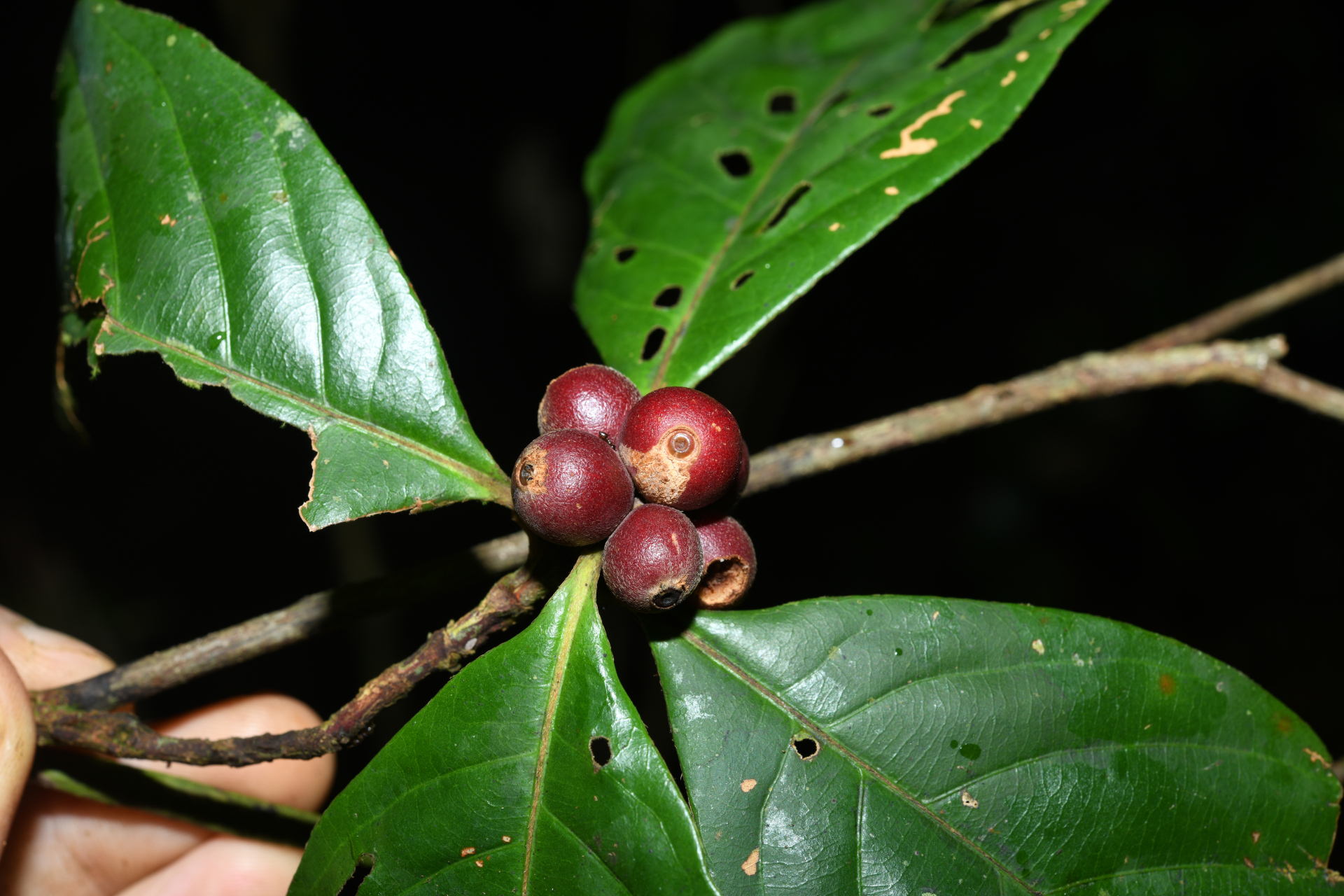 Amaioua guianensis Aubl. - Photo Bivouac Naturaliste