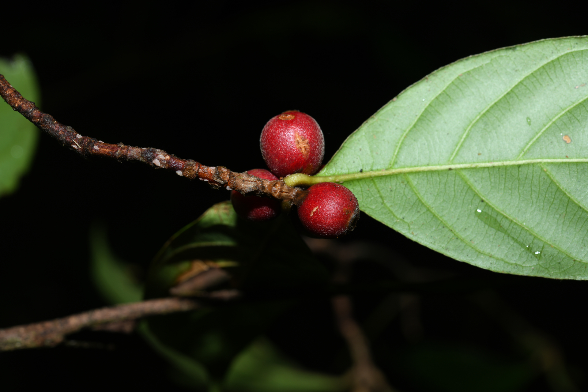 Amaioua guianensis Aubl. - Photo Bivouac Naturaliste