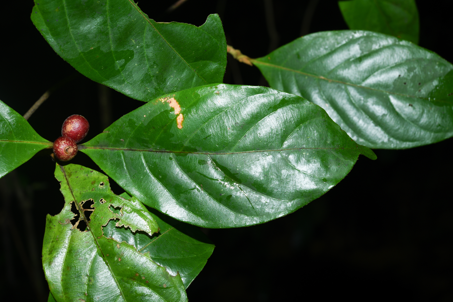 Amaioua guianensis Aubl. - Photo Bivouac Naturaliste