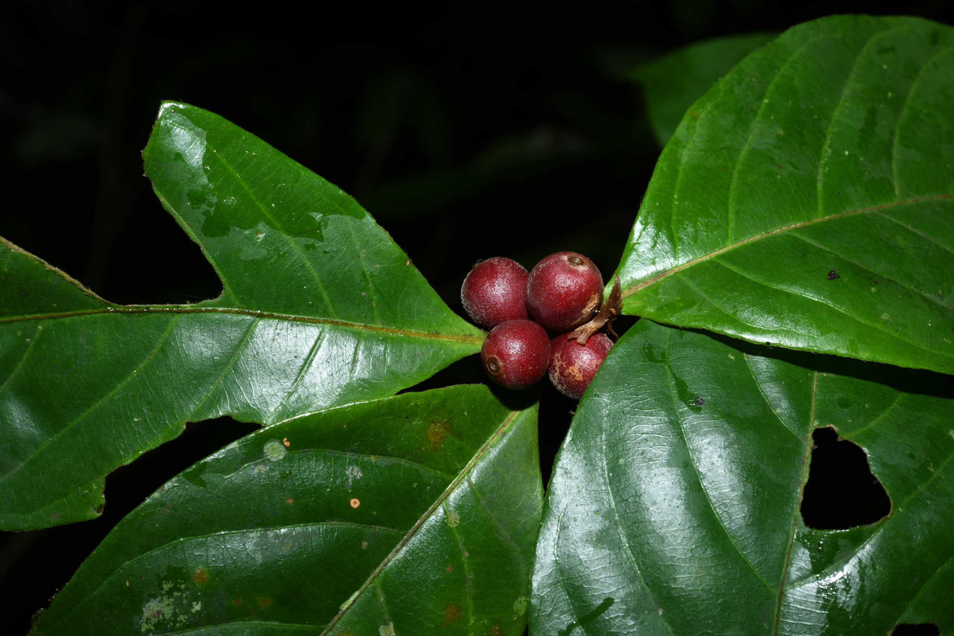 Amaioua guianensis Aubl. - Photo Bivouac Naturaliste