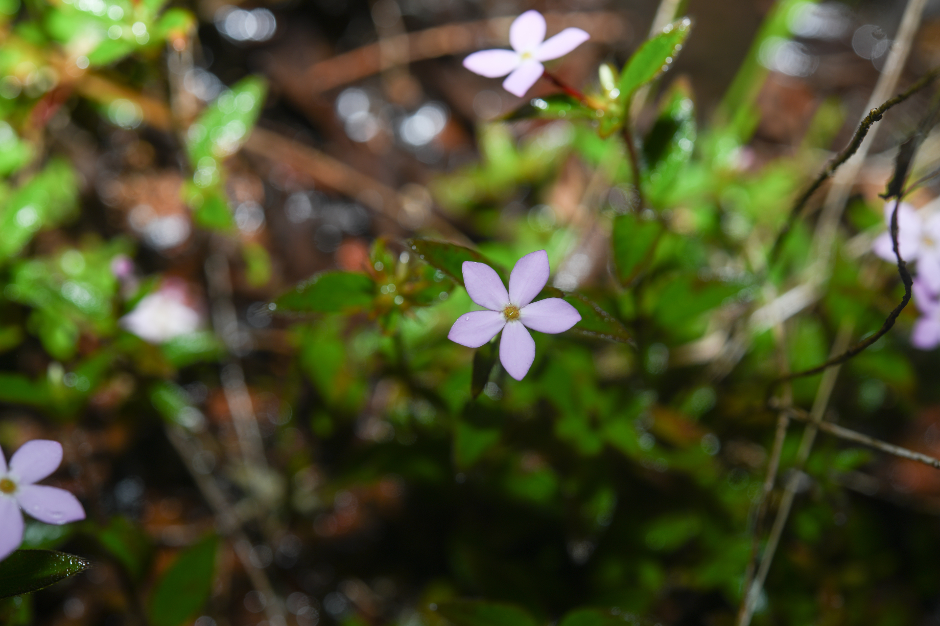 Sipanea pratensis Aubl. - Photo Bivouac Naturaliste