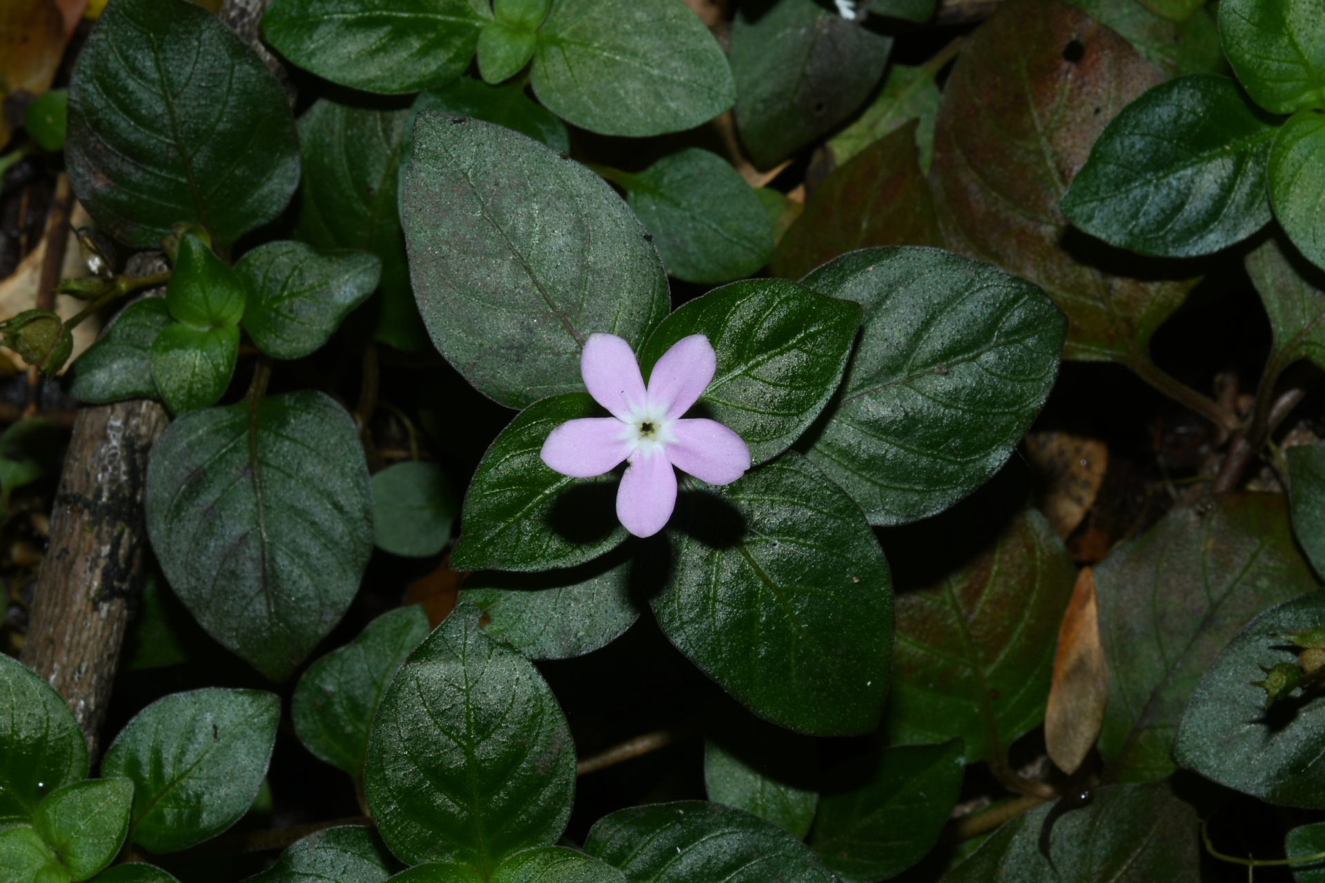 Sipanea biflora (Rottb.) Cham. & Schltdl. - Photo Bivouac Naturaliste