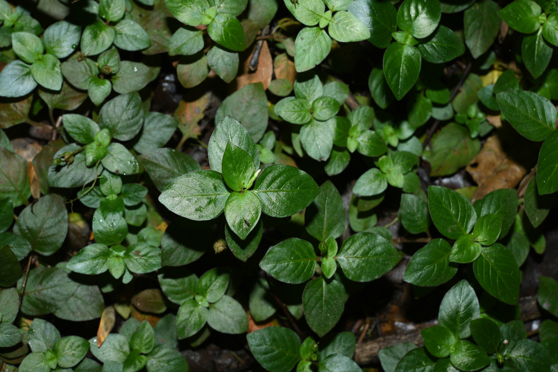 Sipanea biflora (Rottb.) Cham. & Schltdl. - Photo Bivouac Naturaliste