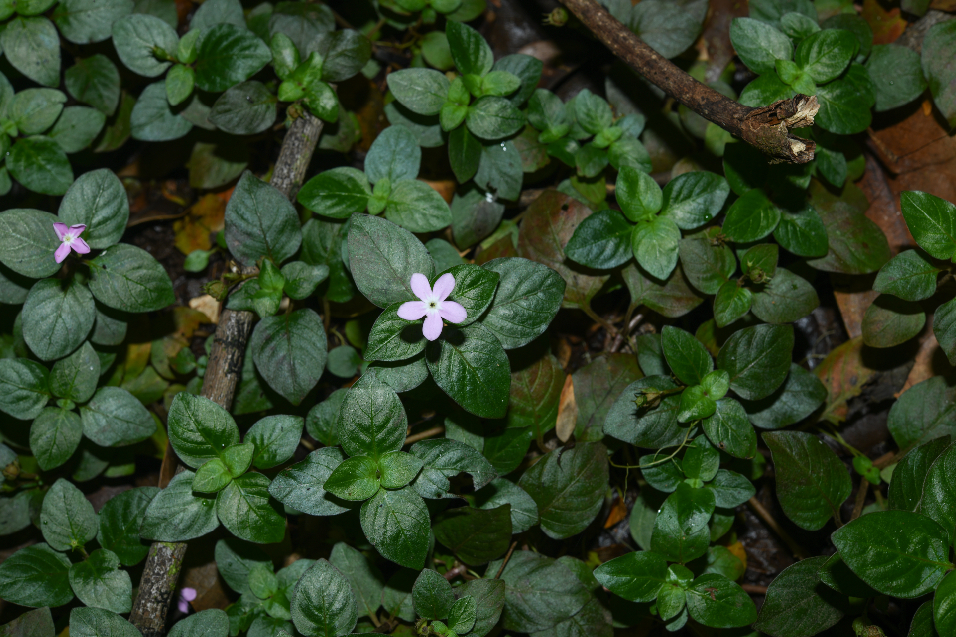 Sipanea biflora (Rottb.) Cham. & Schltdl. - Photo Bivouac Naturaliste