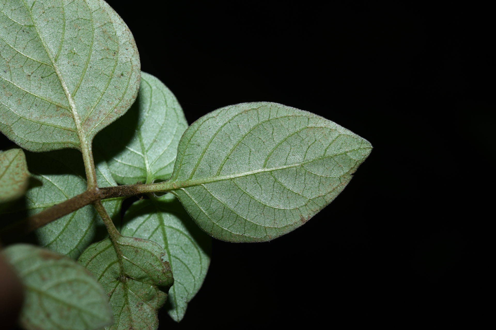 Sipanea biflora (Rottb.) Cham. & Schltdl. - Photo Bivouac Naturaliste