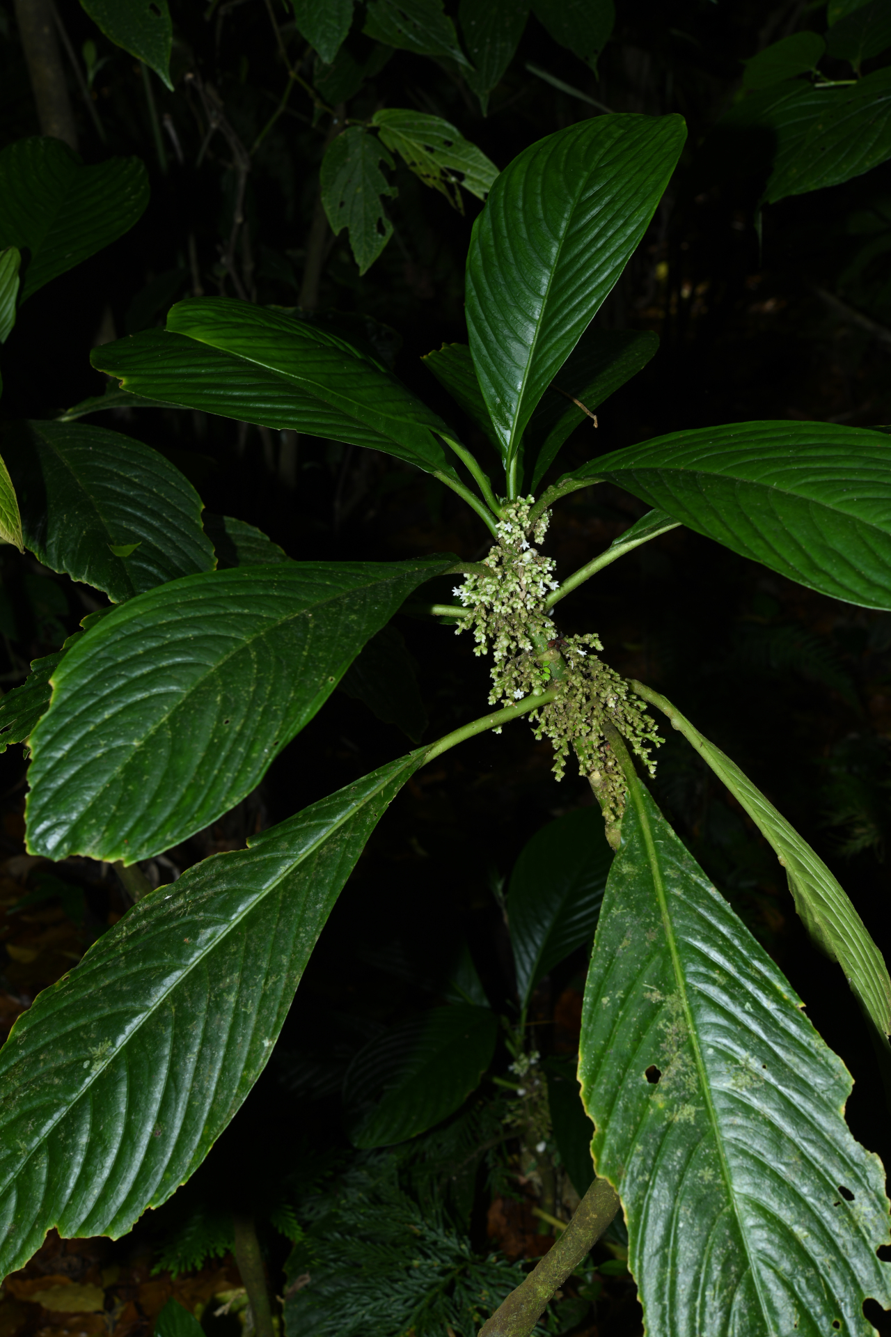 Notopleura discolor (Griseb.) C.M.Taylor - Photo Bivouac Naturaliste
