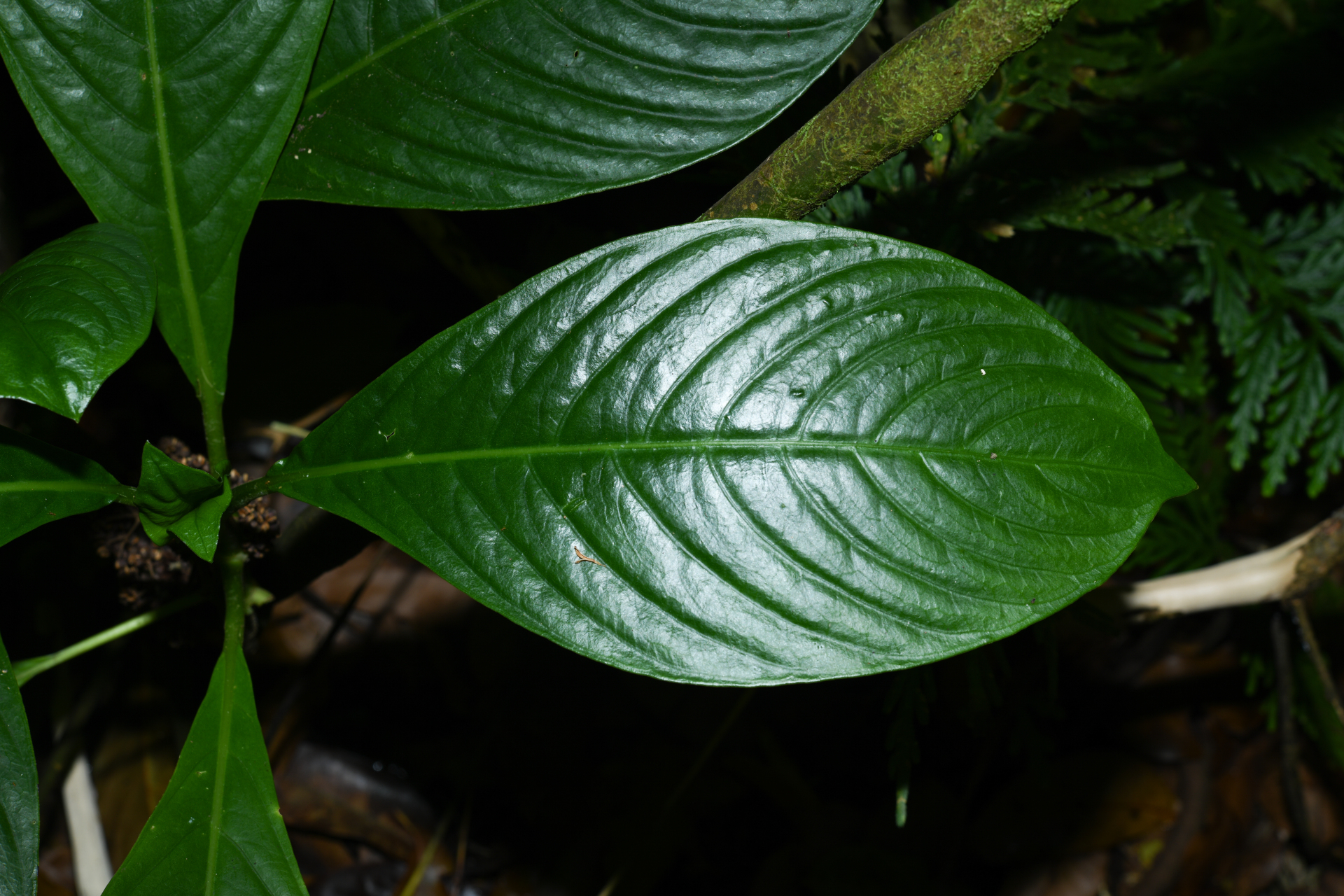 Notopleura discolor (Griseb.) C.M.Taylor - Photo Bivouac Naturaliste