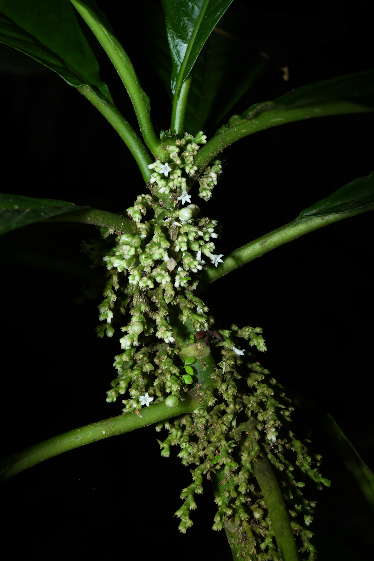 Notopleura discolor (Griseb.) C.M.Taylor - Photo Bivouac Naturaliste