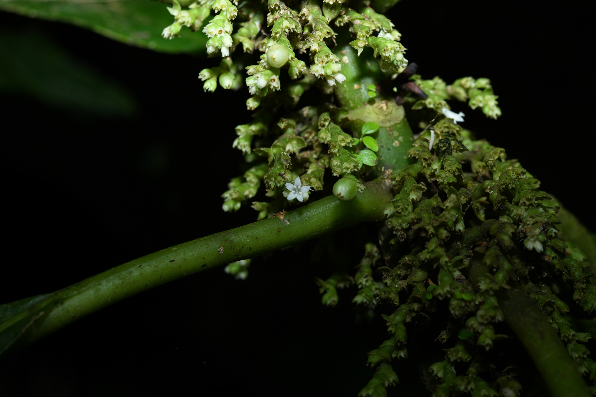Notopleura discolor (Griseb.) C.M.Taylor - Photo Bivouac Naturaliste