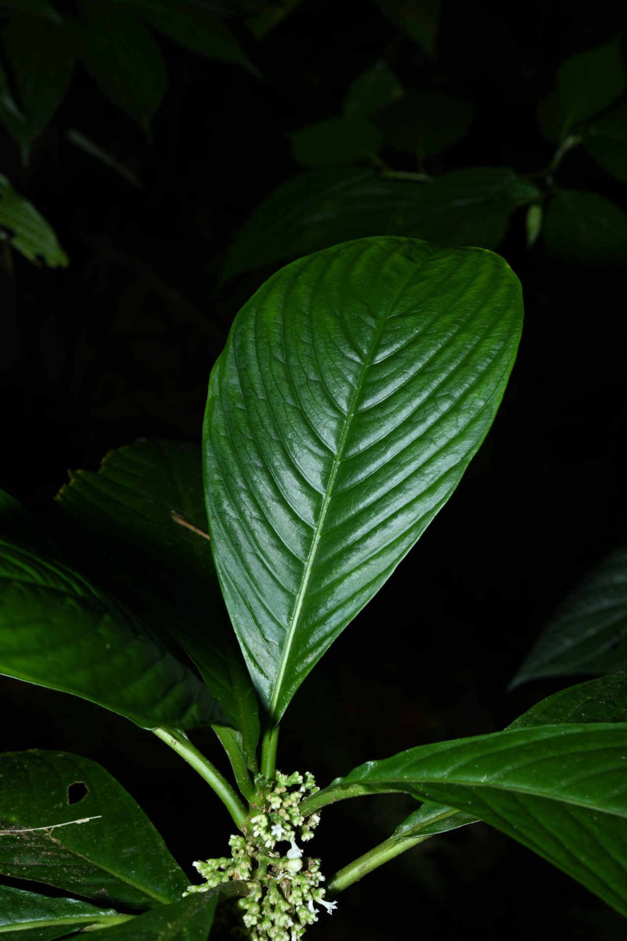 Notopleura discolor (Griseb.) C.M.Taylor - Photo Bivouac Naturaliste