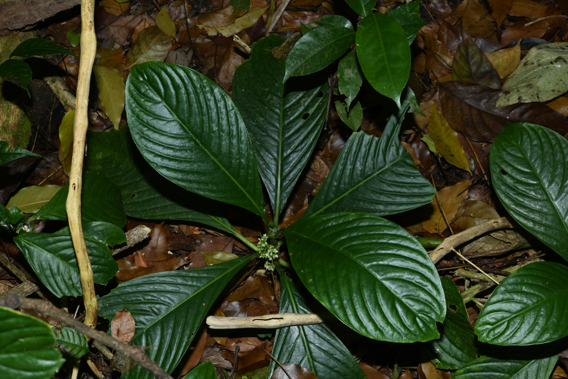 Notopleura discolor (Griseb.) C.M.Taylor - Photo Bivouac Naturaliste