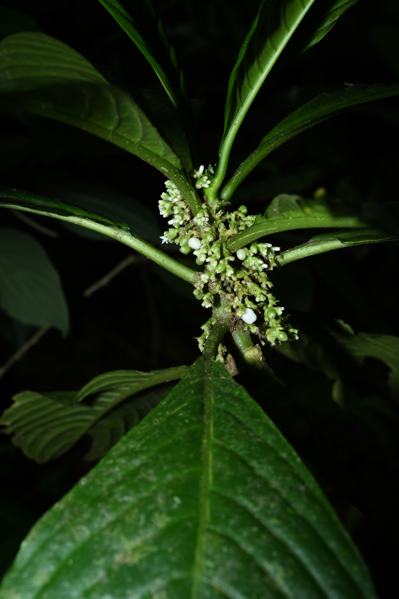Notopleura discolor (Griseb.) C.M.Taylor - Photo Bivouac Naturaliste