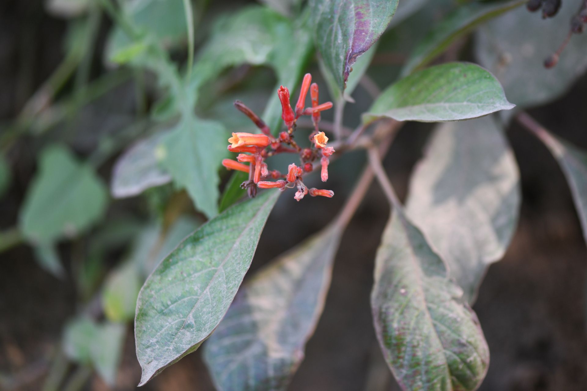 Hamelia patens Jacq. - Photo Bivouac Naturaliste