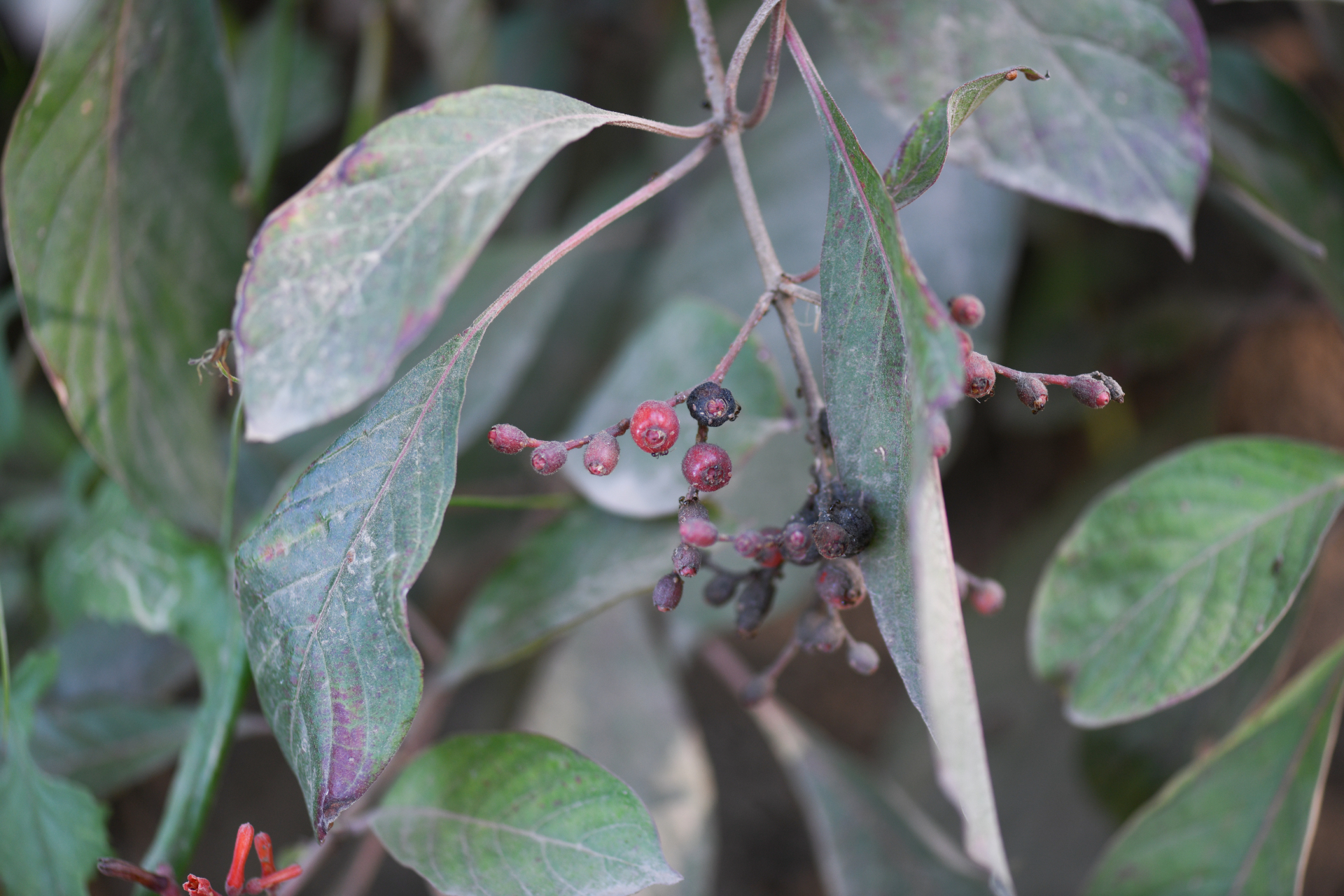 Hamelia patens Jacq. - Photo Bivouac Naturaliste