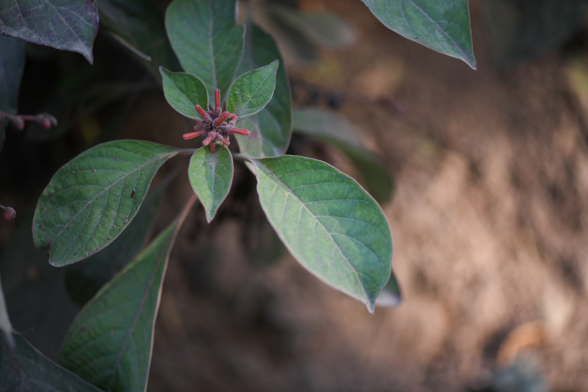 Hamelia patens Jacq. - Photo Bivouac Naturaliste