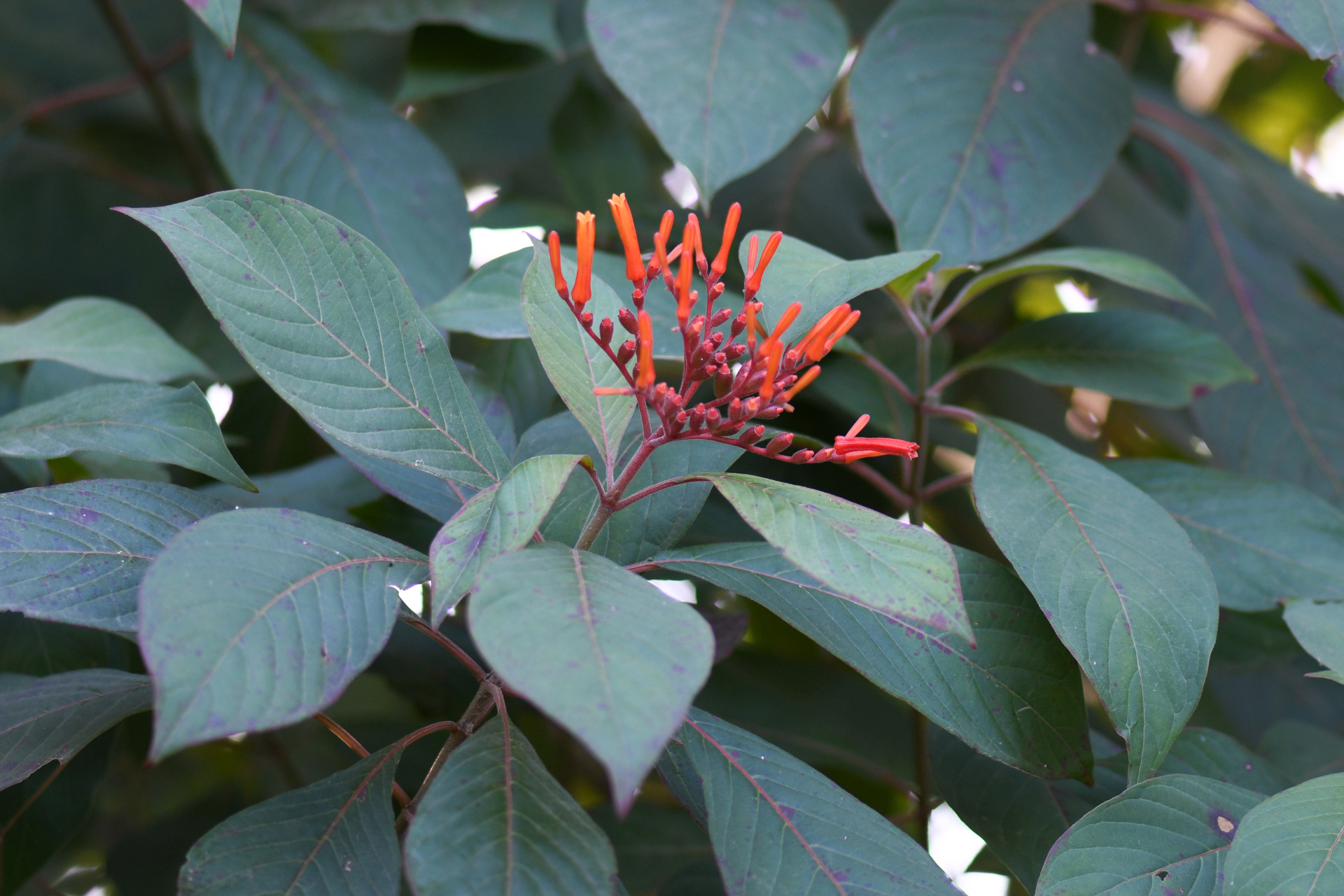 Hamelia patens Jacq. - Photo Bivouac Naturaliste