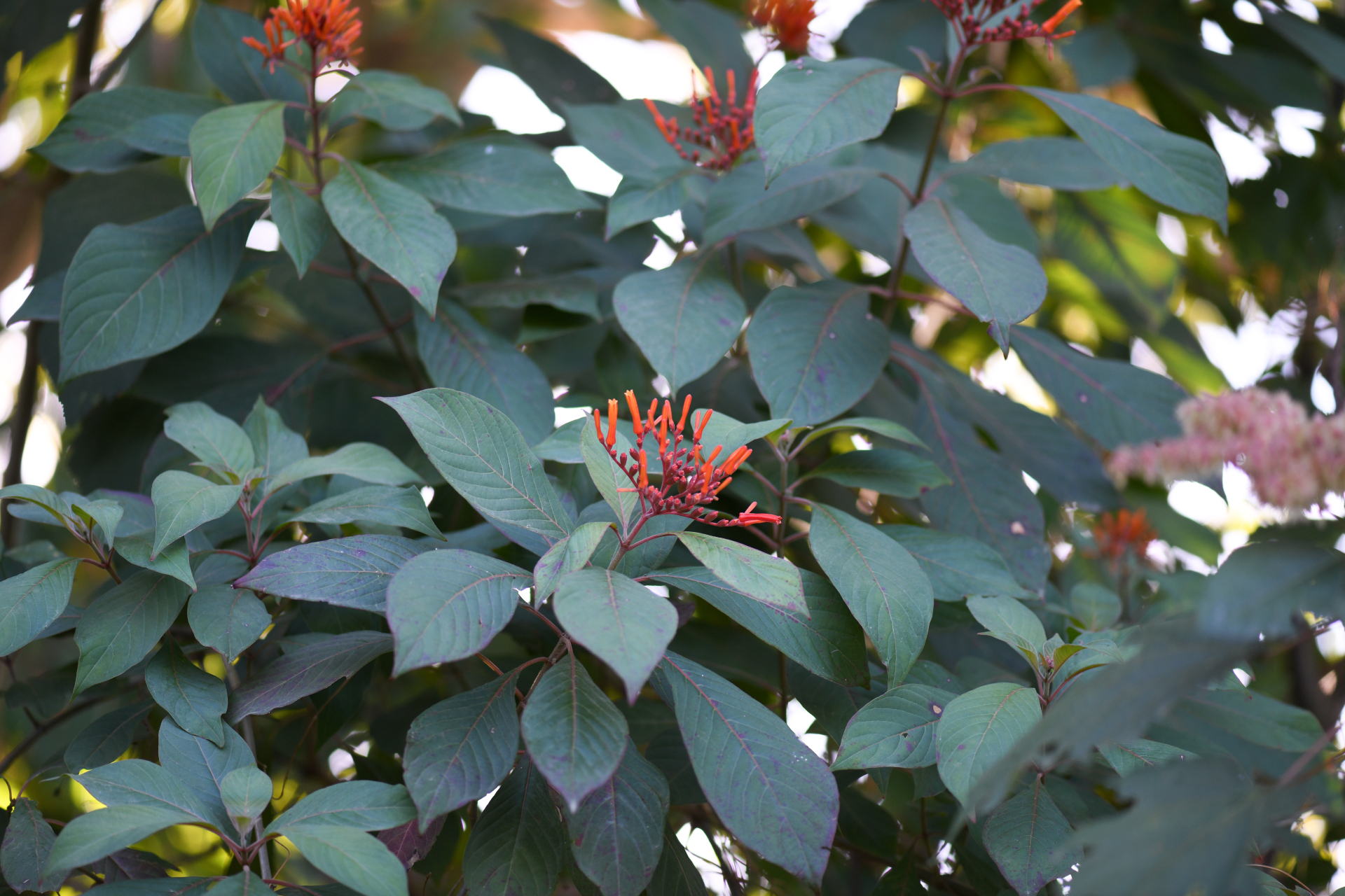 Hamelia patens Jacq. - Photo Bivouac Naturaliste