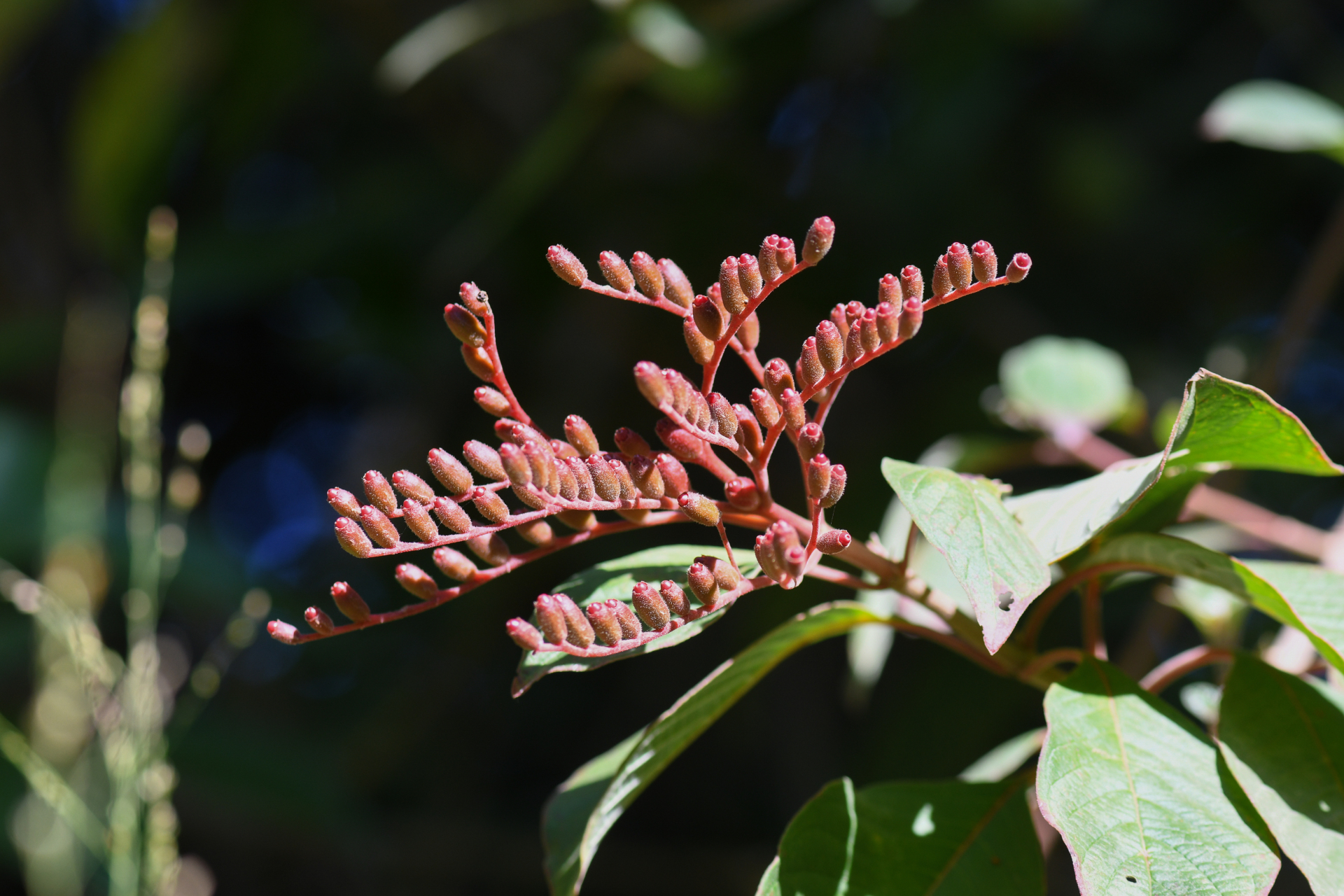 Hamelia patens Jacq. - Photo Bivouac Naturaliste