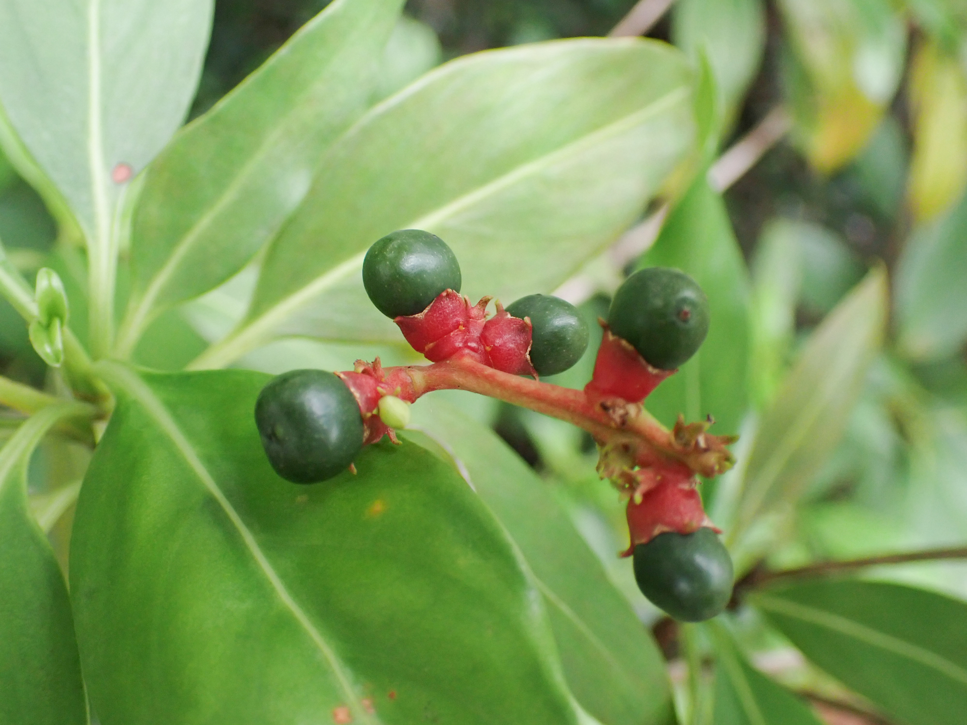 Pagamea guianensis var. guianensis - Photo Bivouac Naturaliste