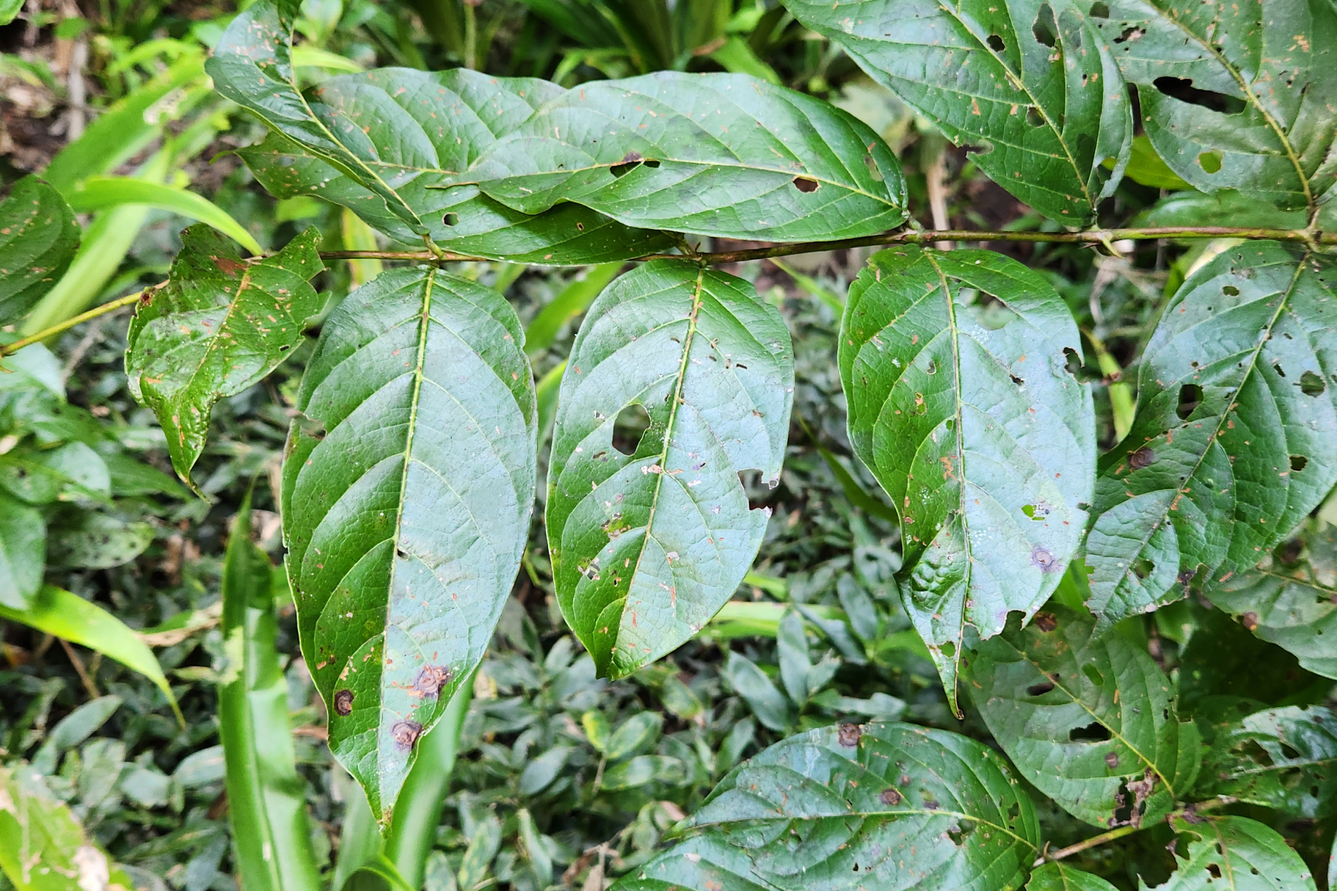 Uncaria guianensis (Aubl.) J.F.Gmel. - Photo Bivouac Naturaliste
