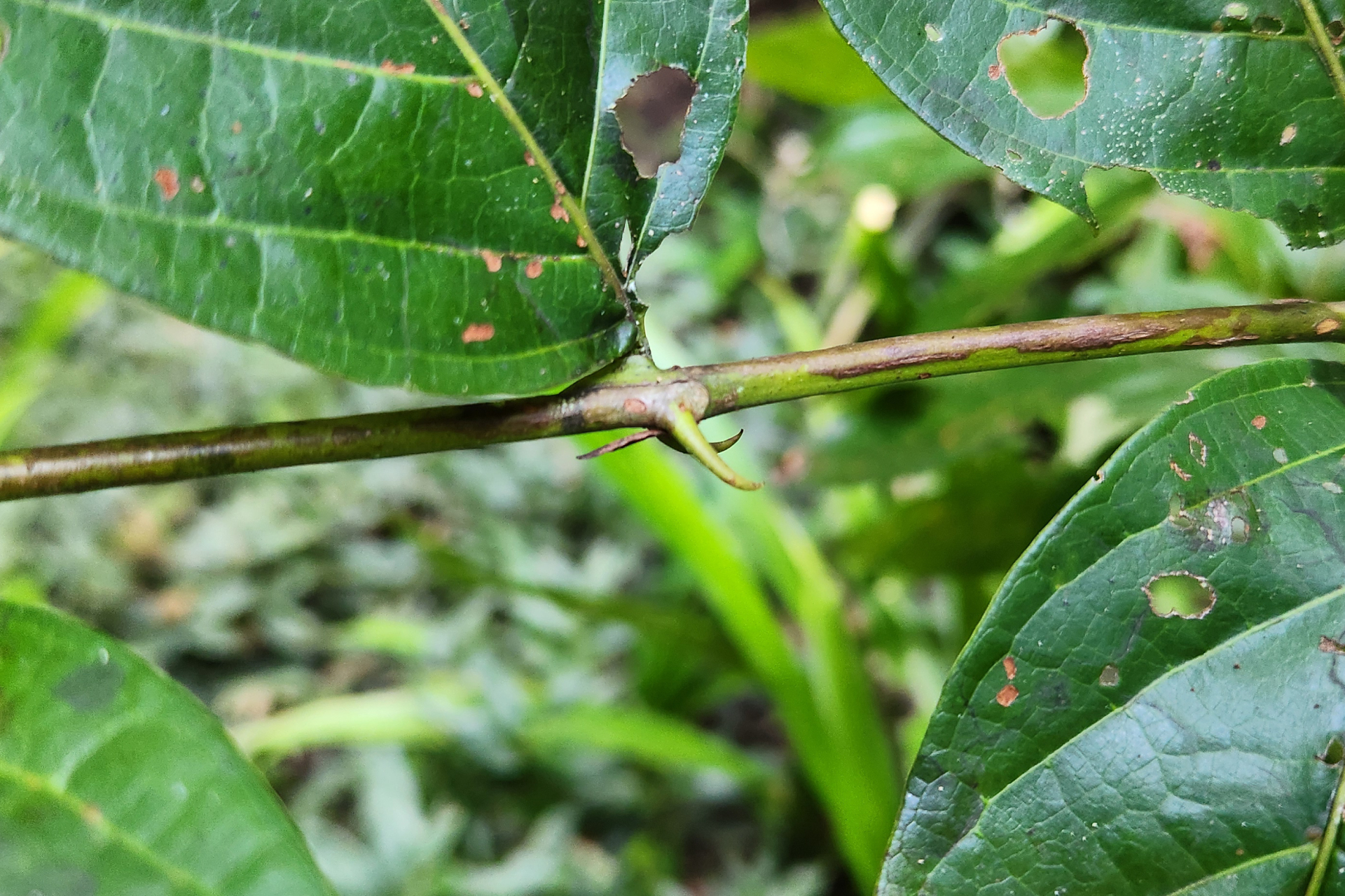 Uncaria guianensis (Aubl.) J.F.Gmel. - Photo Bivouac Naturaliste
