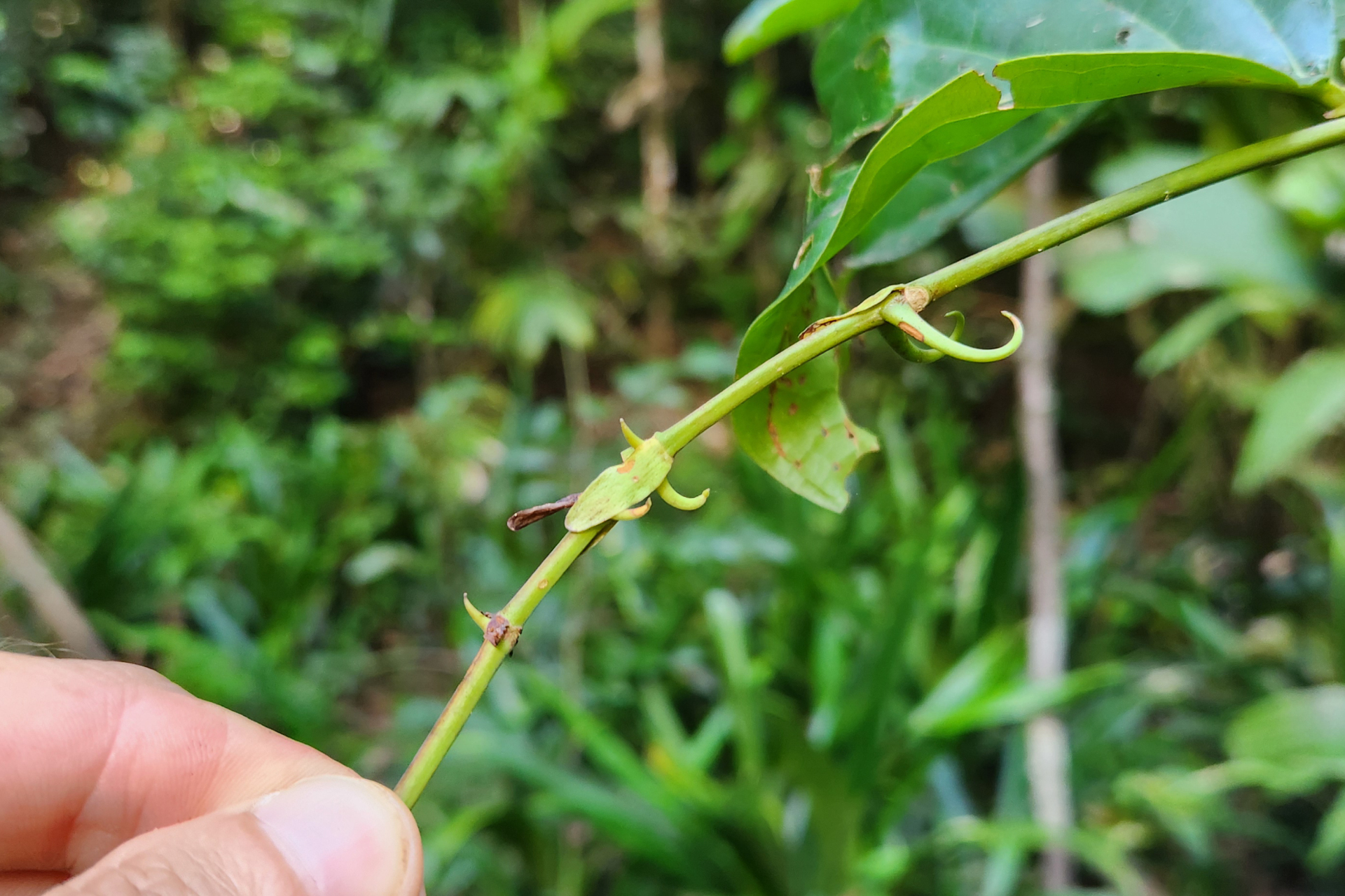 Uncaria guianensis (Aubl.) J.F.Gmel. - Photo Bivouac Naturaliste