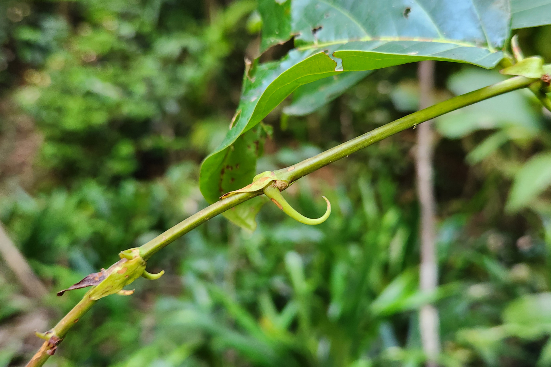 Uncaria guianensis (Aubl.) J.F.Gmel. - Photo Bivouac Naturaliste