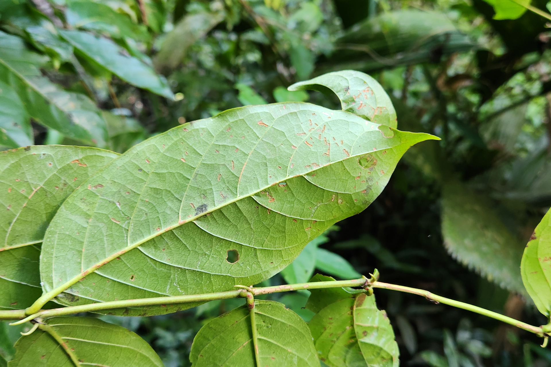 Uncaria guianensis (Aubl.) J.F.Gmel. - Photo Bivouac Naturaliste