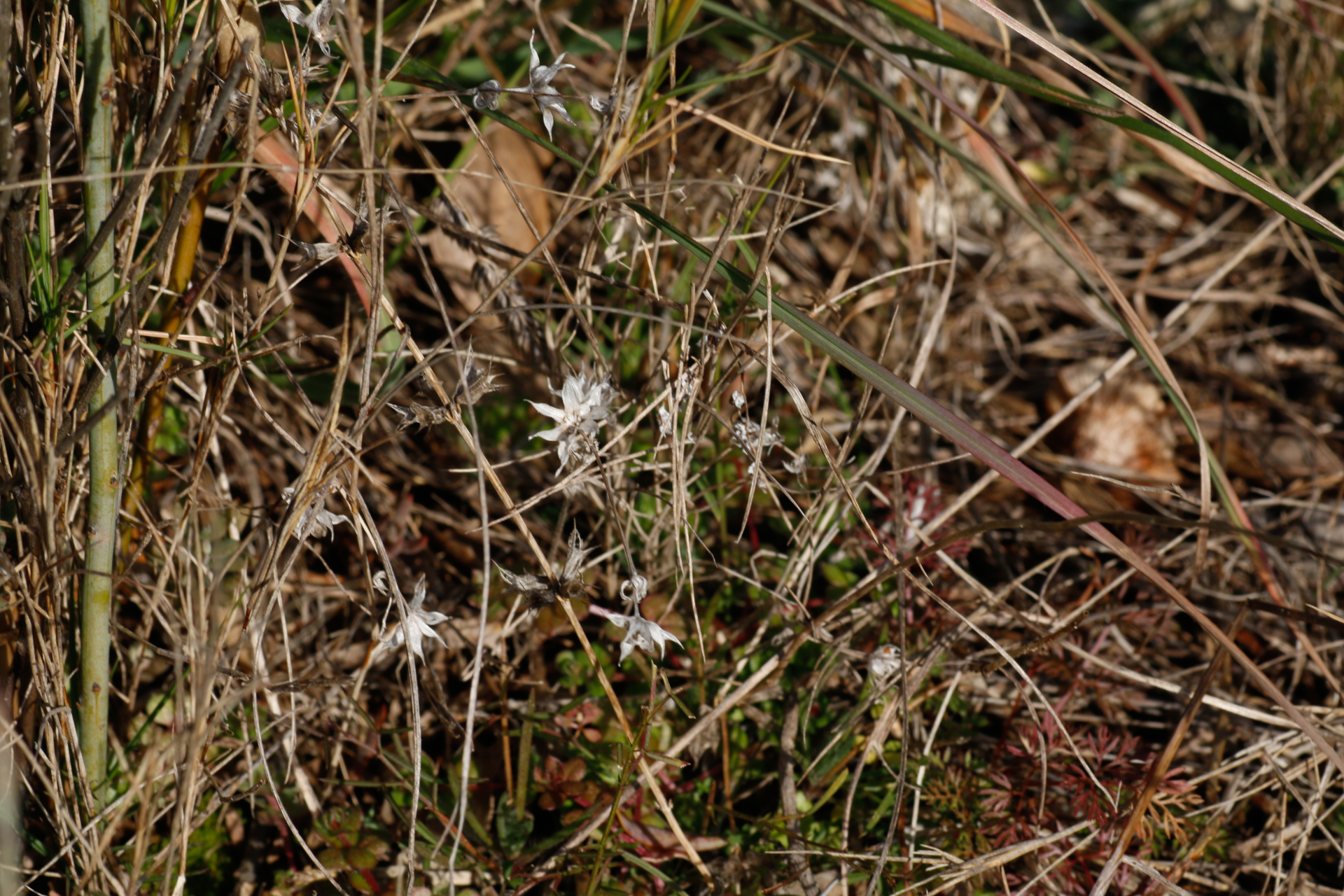 Sherardia arvensis L. - Photo Bivouac Naturaliste