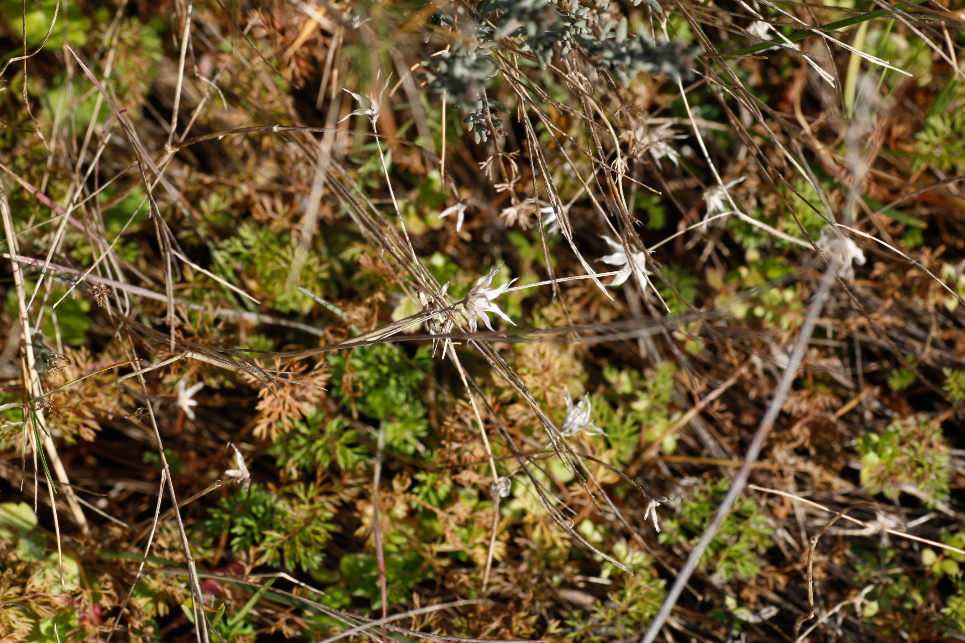 Sherardia arvensis L. - Photo Bivouac Naturaliste