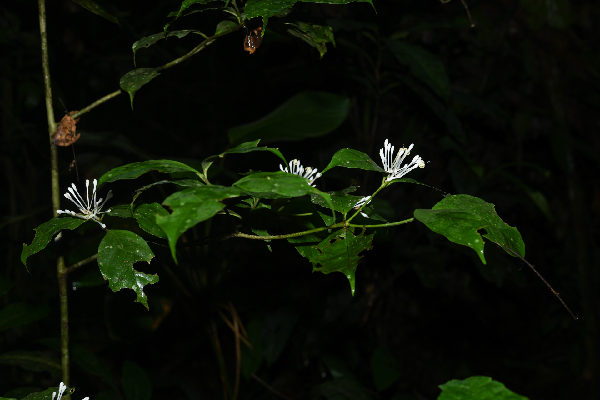 Rudgea graciliflora Standl. - Photo Bivouac Naturaliste