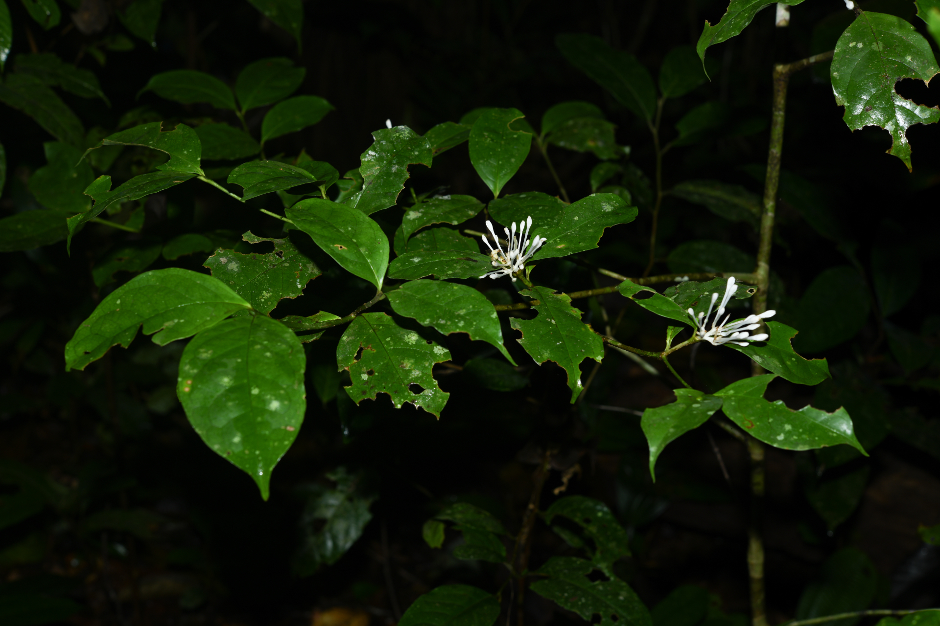 Rudgea graciliflora Standl. - Photo Bivouac Naturaliste