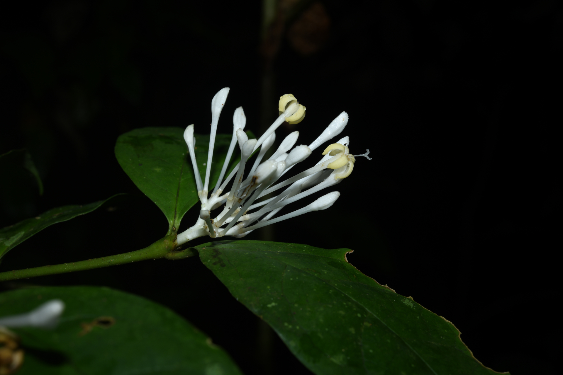Rudgea graciliflora Standl. - Photo Bivouac Naturaliste