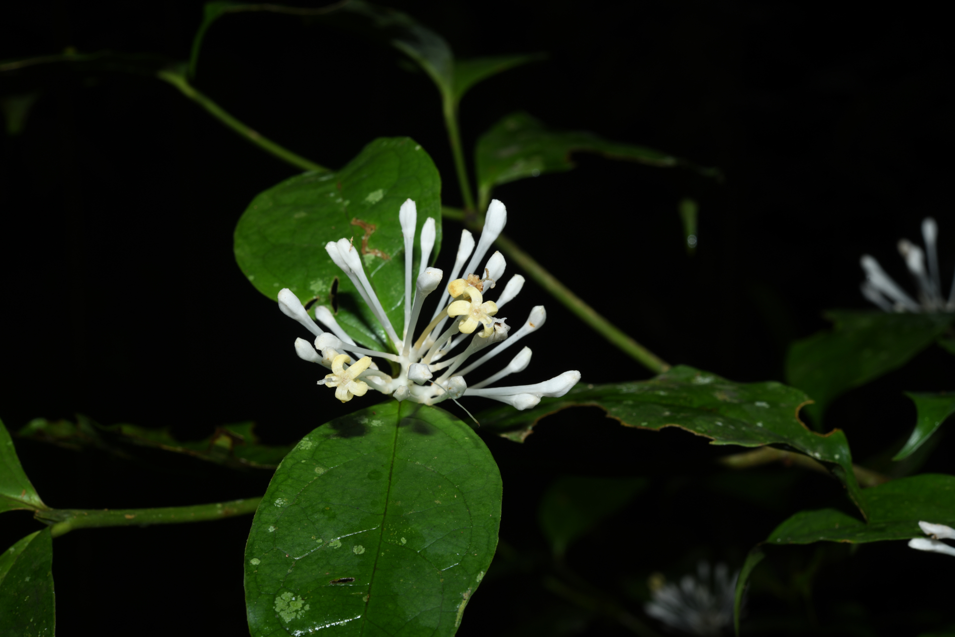 Rudgea graciliflora Standl. - Photo Bivouac Naturaliste