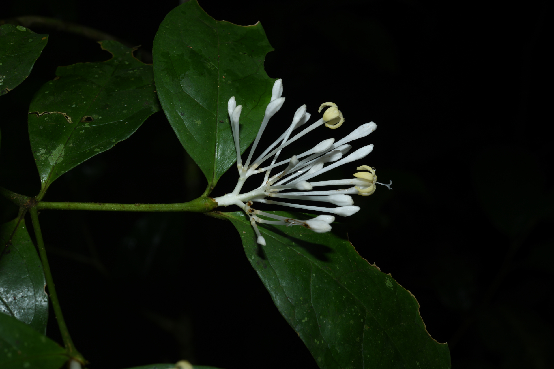 Rudgea graciliflora Standl. - Photo Bivouac Naturaliste